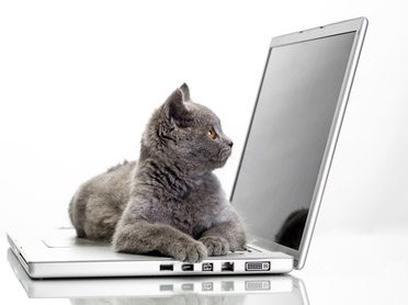 Data Quality Do’s And Don’ts – Part 5: Herding CRM Users Or “Cats” Blog Post